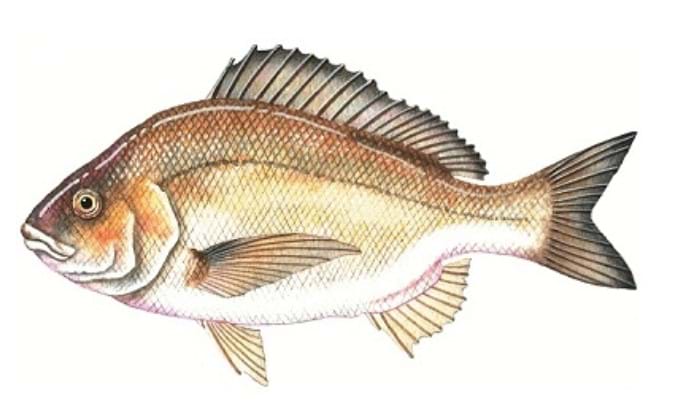 Bream fishing Peterborough