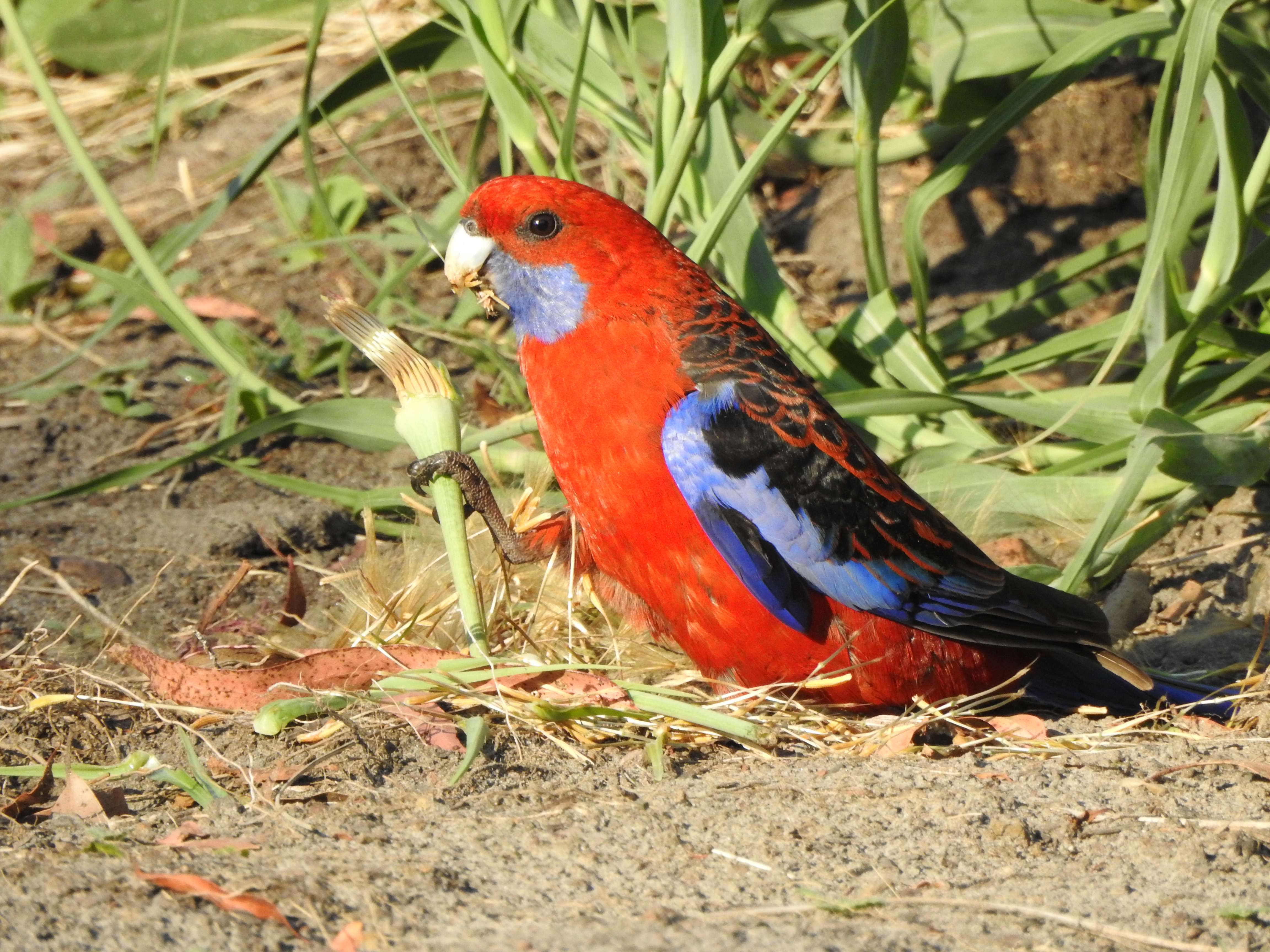 Crimson Rosella at Timboon