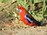 Crimson Rosella at Timboon