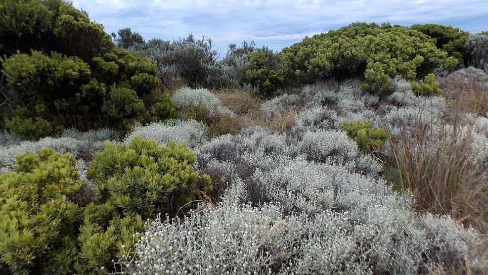 Cushion Bush Peterborough