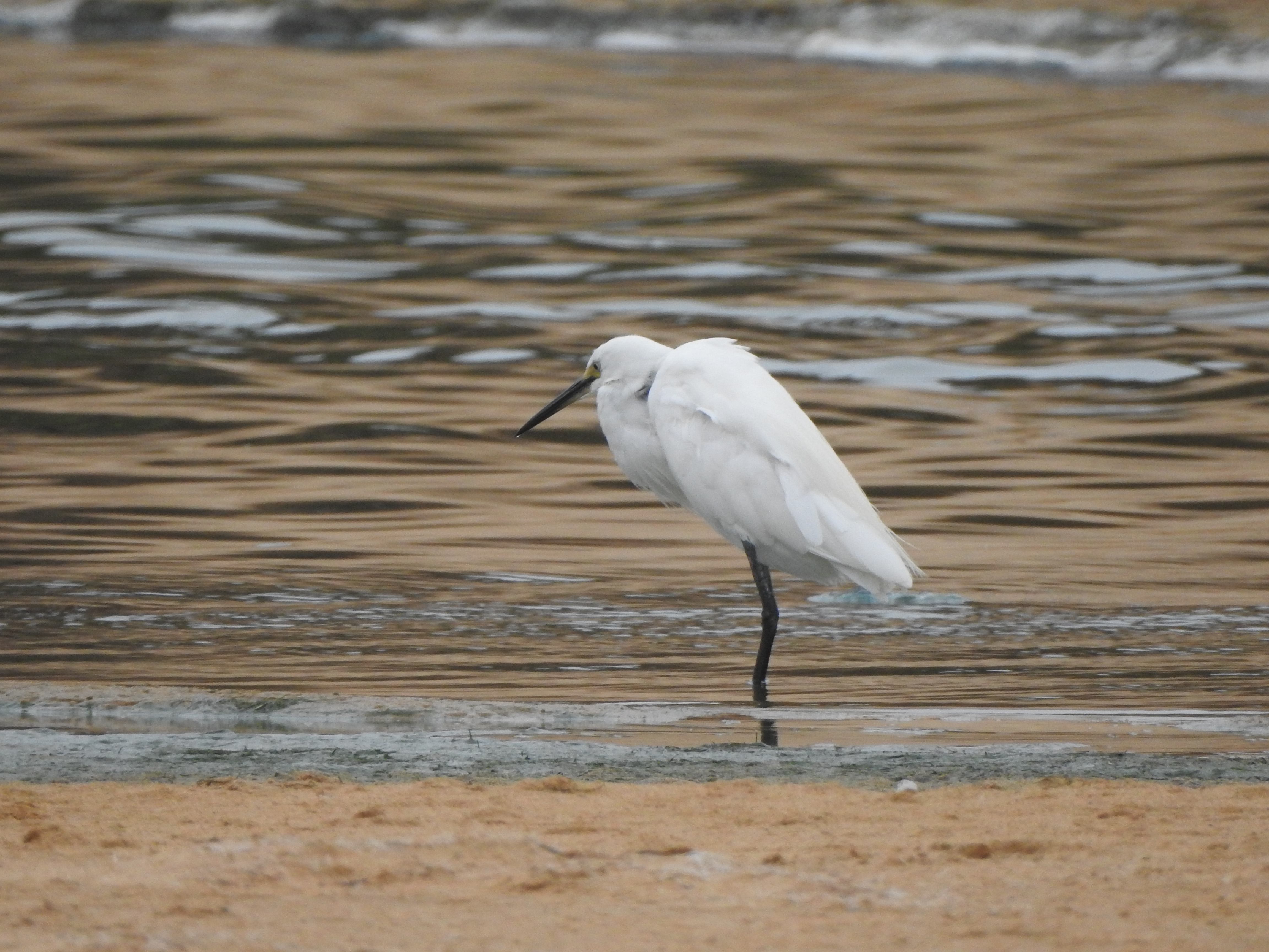 Egret and blue green algae