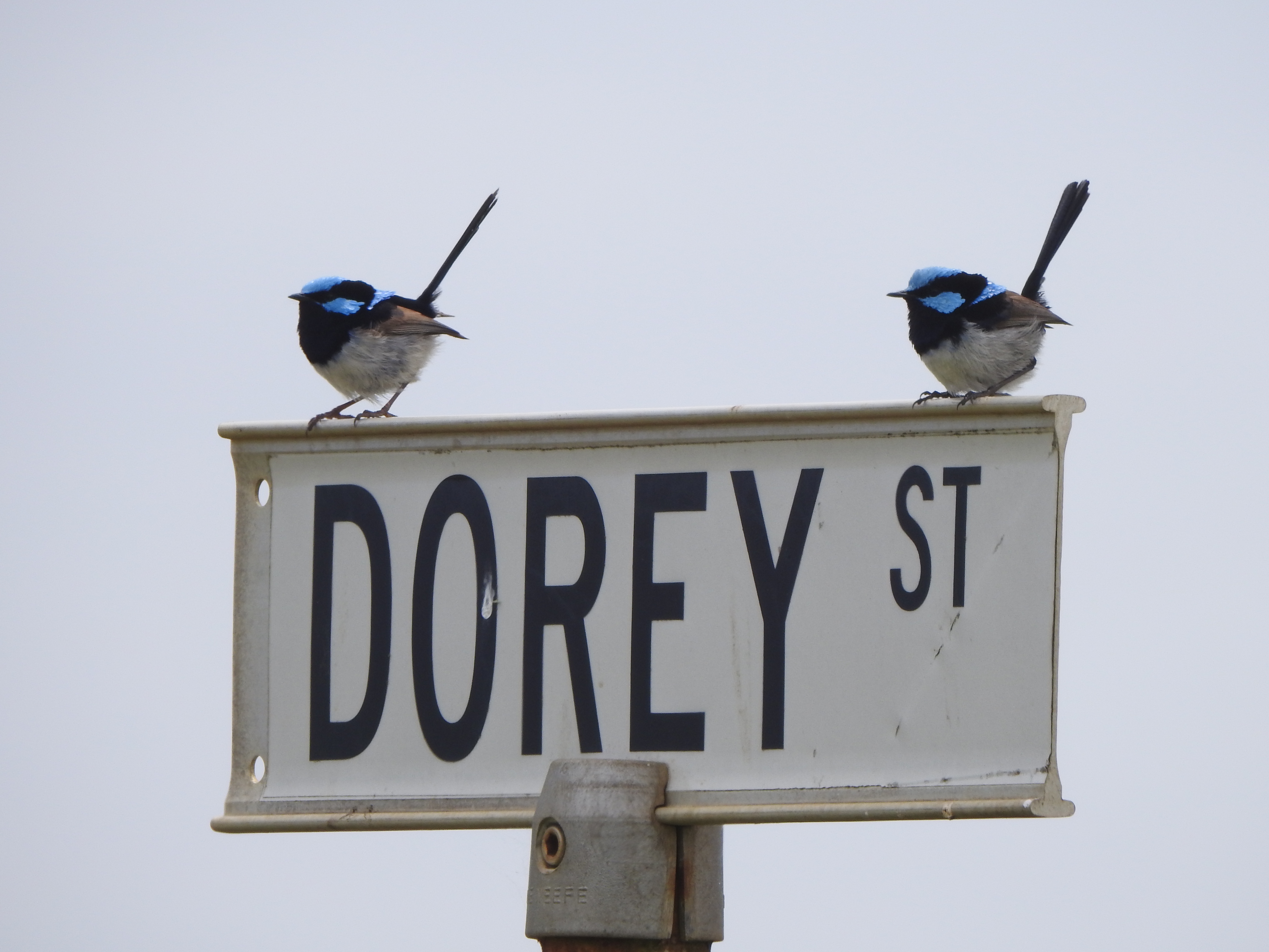 Fairy Wrens in Peterborough