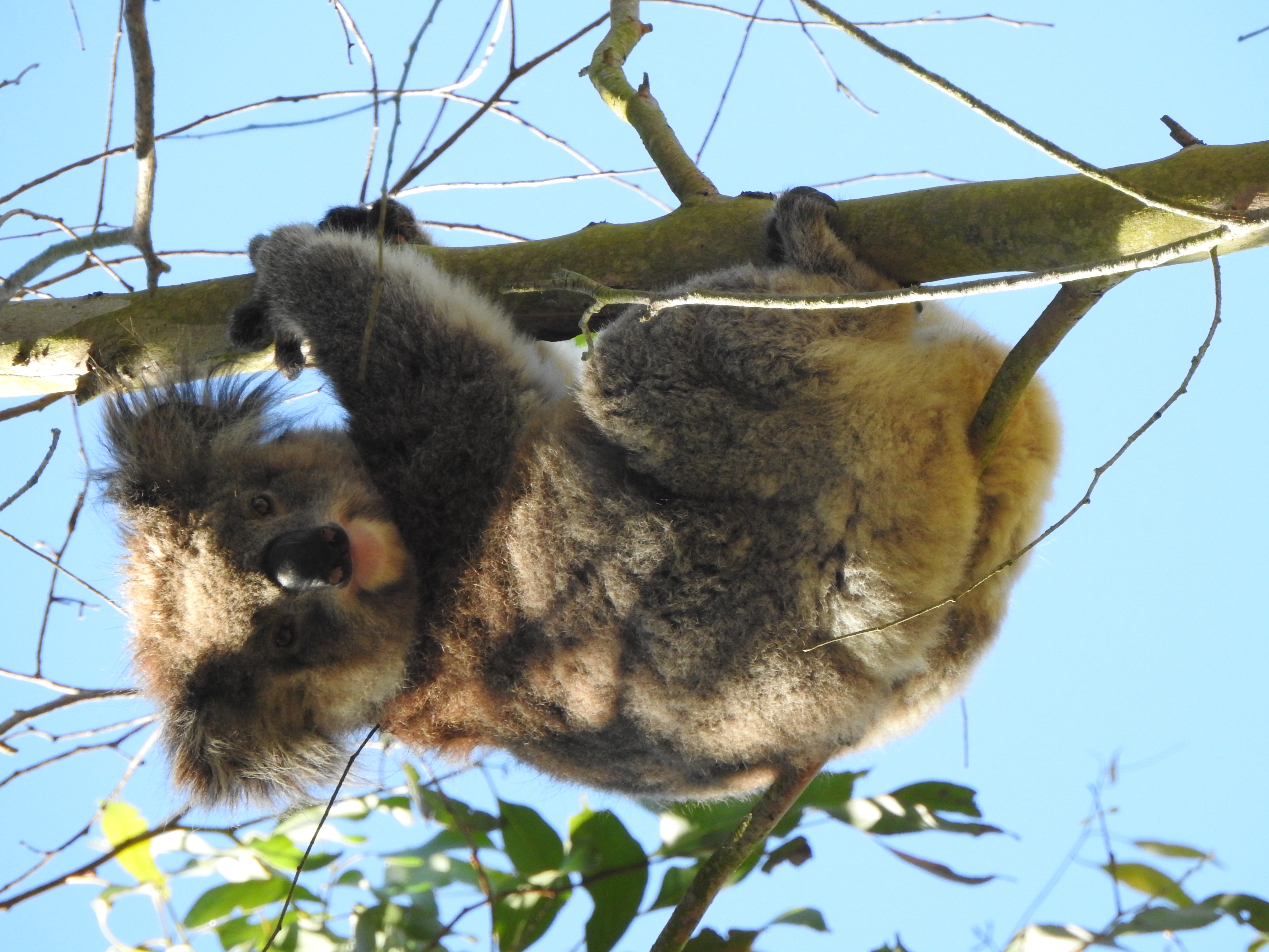 Koala at Timboon