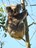 Koala at Timboon