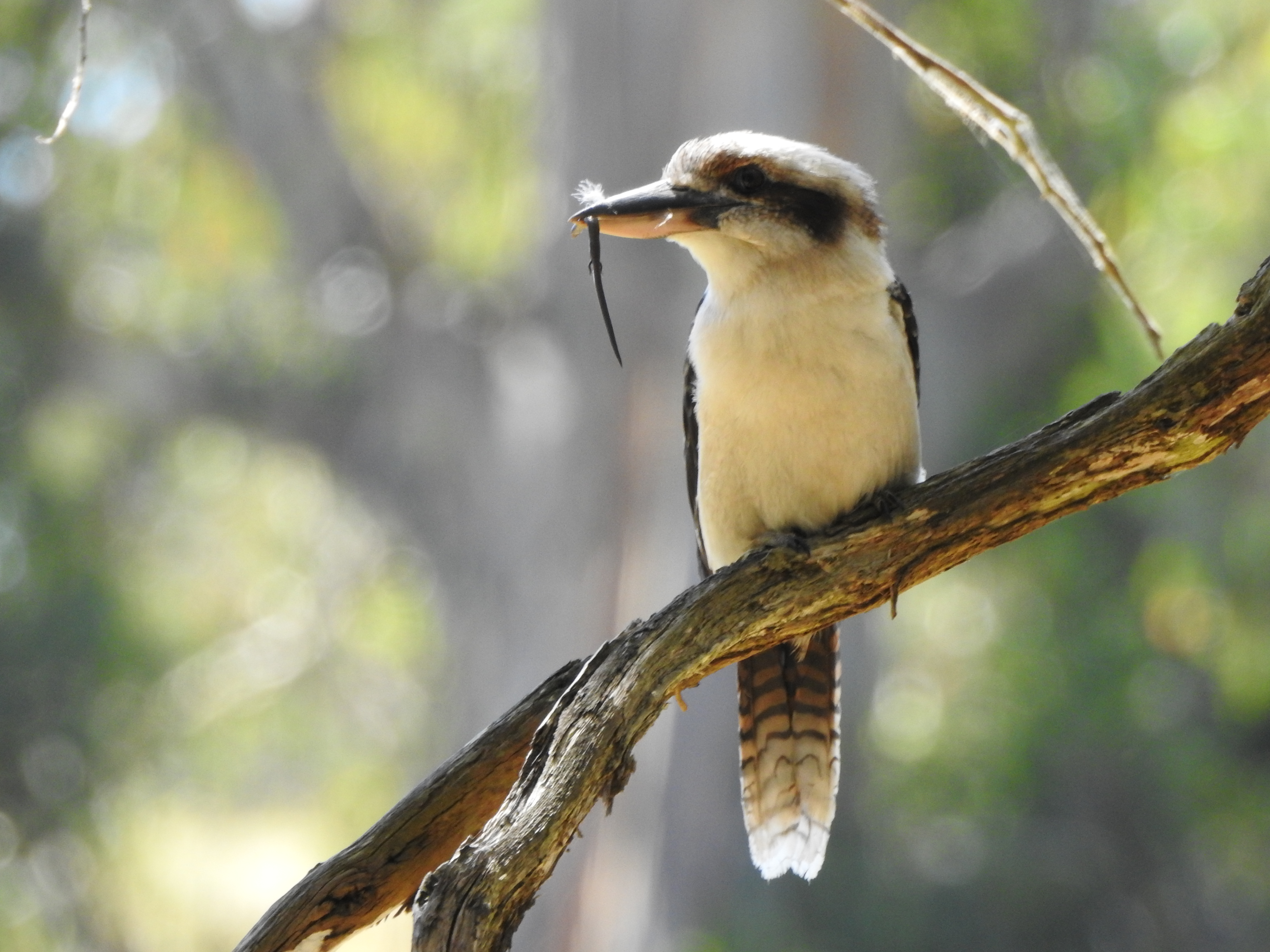 Laughing Kookaburra, Timboon, Victoria