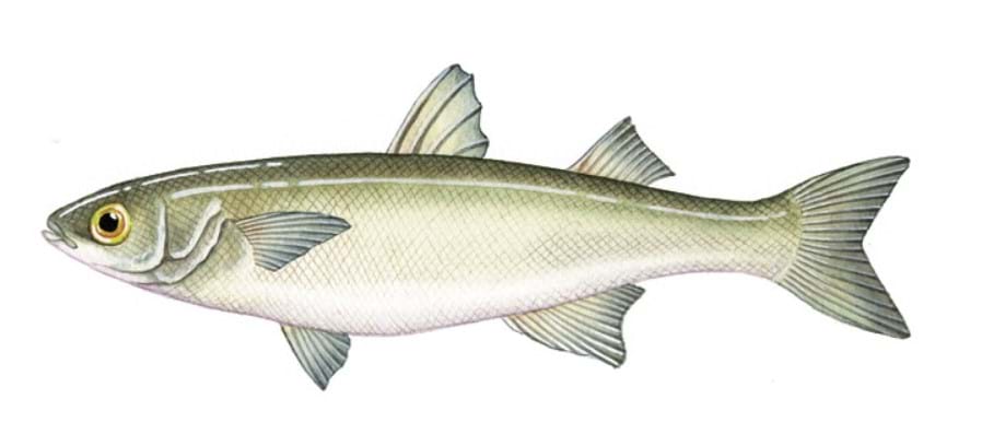 Mullet fishing Peterborough