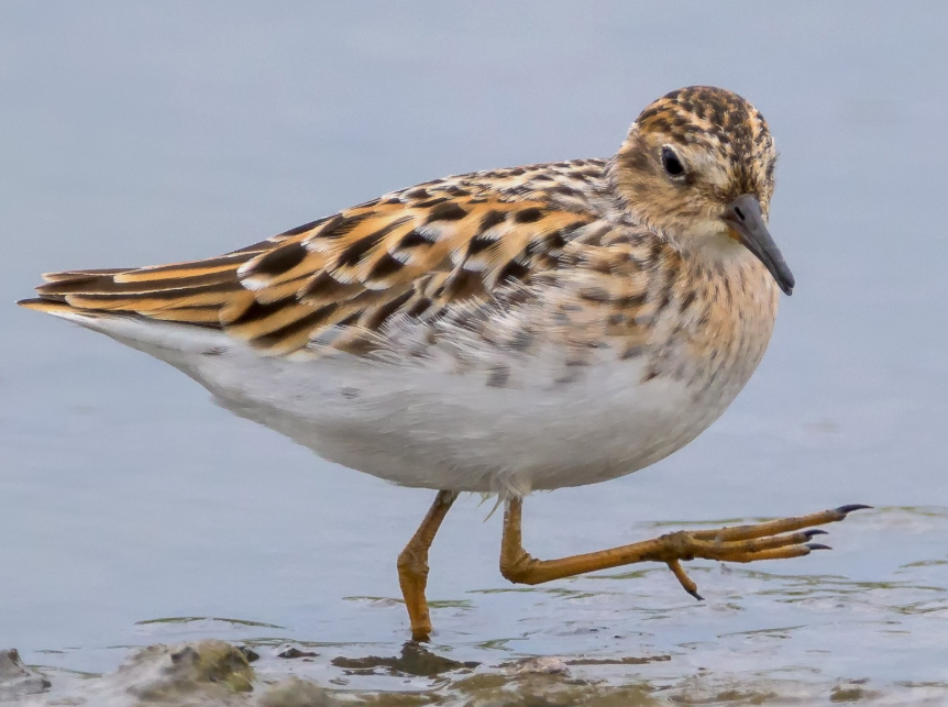 Long toed Stint