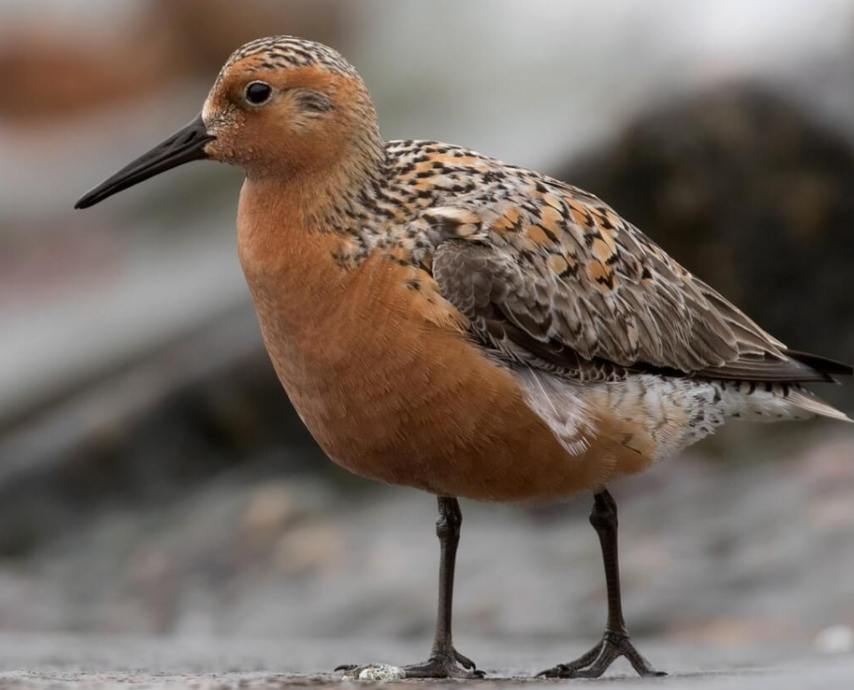 Red Knot Peterborough estuary