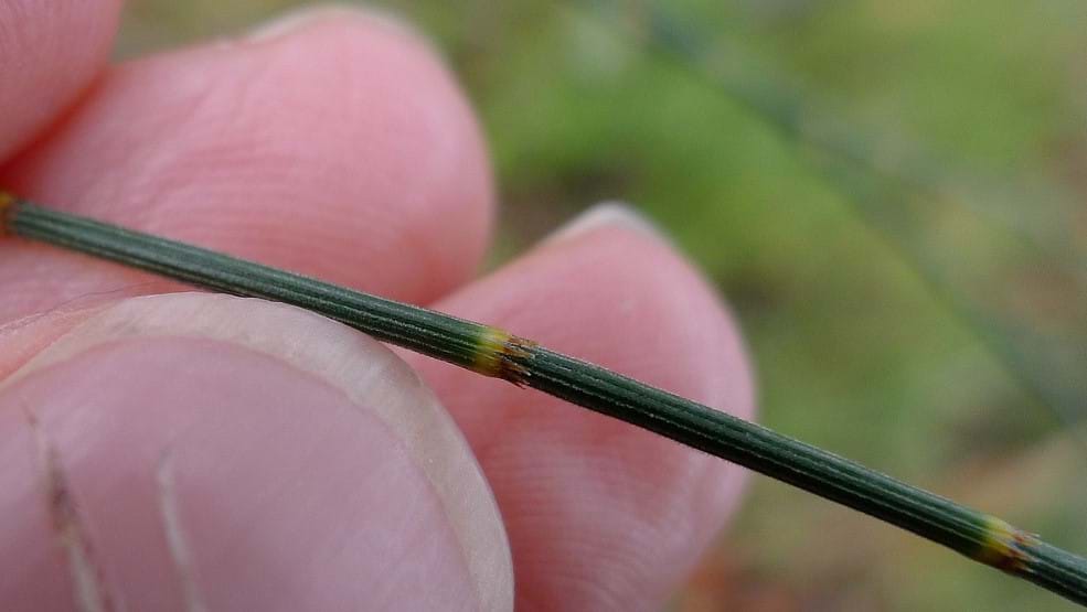 sheoak leaf, Peterborough