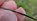sheoak leaf, Peterborough